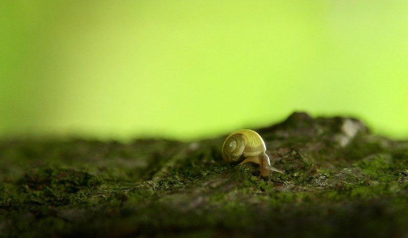 весна, улитка, день, солнце, лес, живая природа долгая дорогаphoto preview