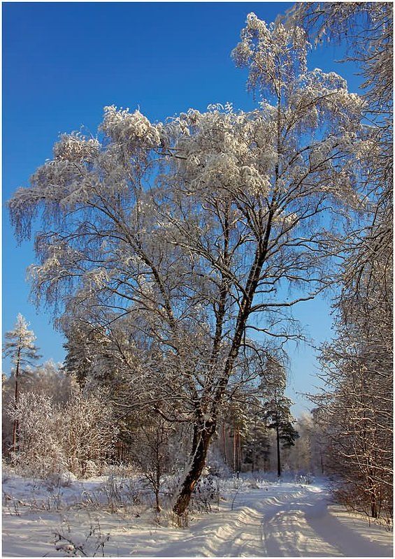 По дороге в зимний лес...photo preview