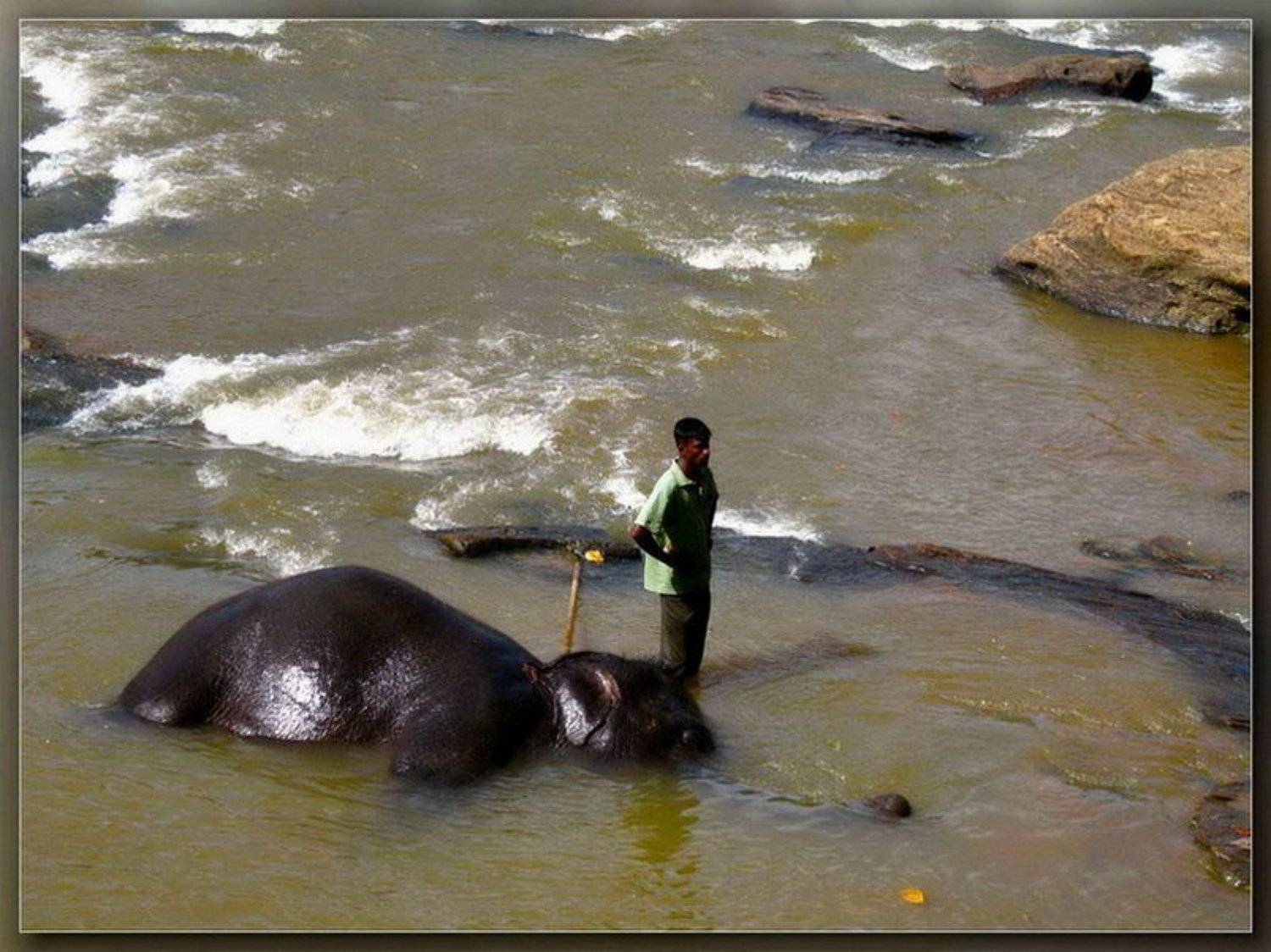 шри-ланка,слон,слоновый питомник, Andrey D