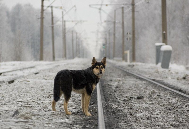Хатико-верный друг.photo preview