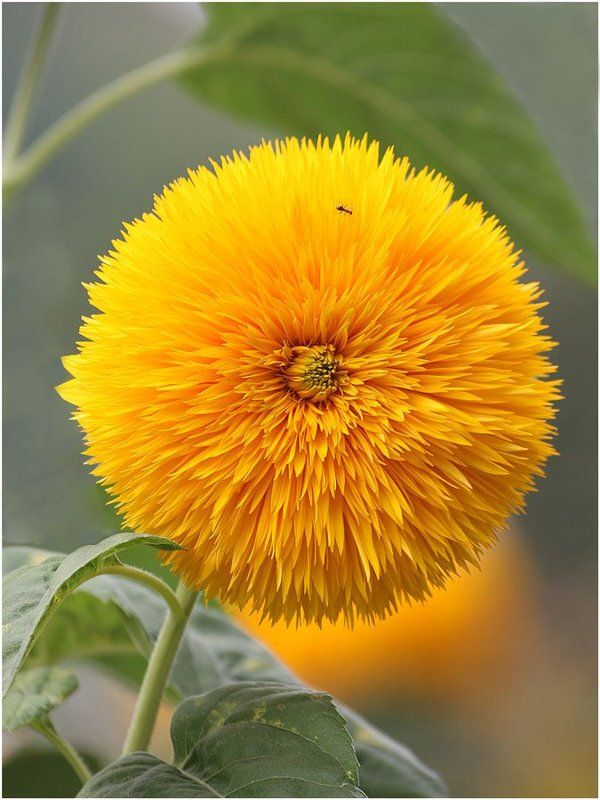 Желтая планетаphoto preview