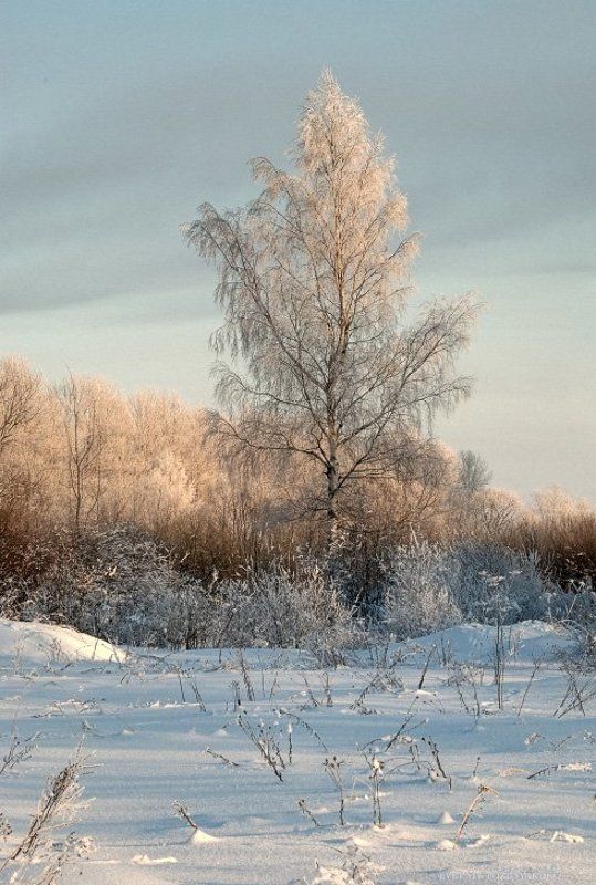 Берёзаphoto preview