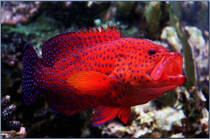 Эх,проглочу....!photo preview