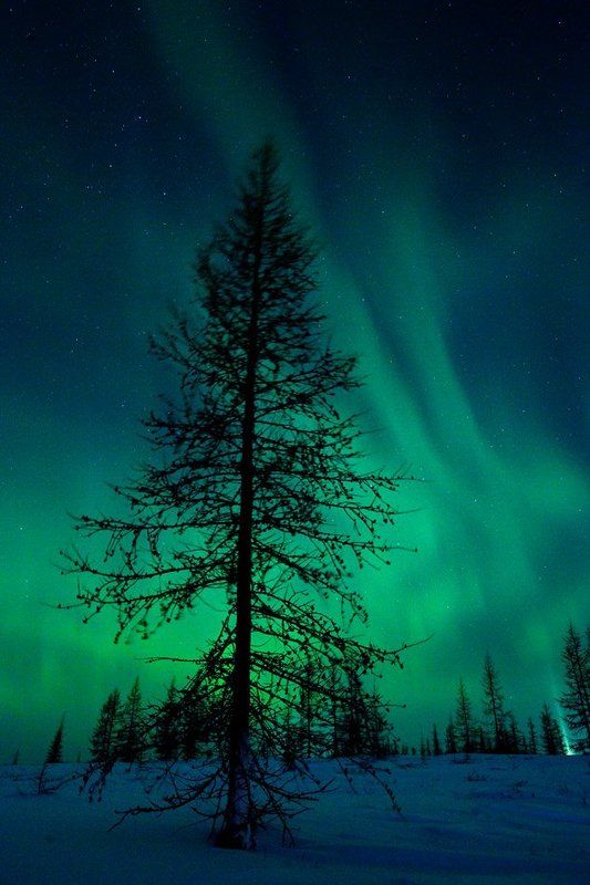 aurora borealis, северное сияние, природа, ночной пезаж, север Aurora Borealis#3photo preview