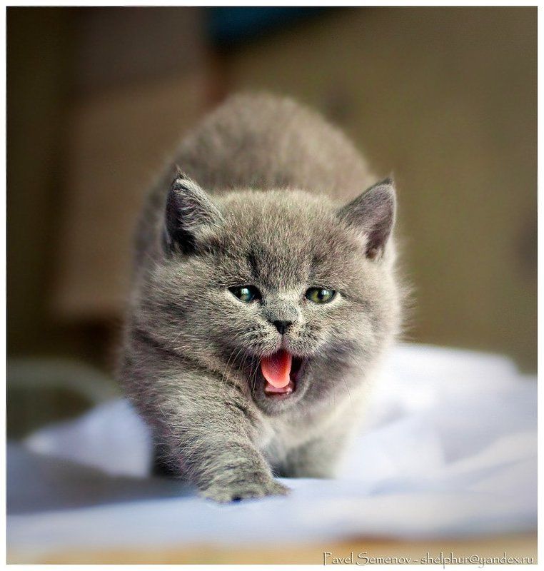 котенок, 54, shelphur, британец, зевок, комок шерсти Зевок =)photo preview