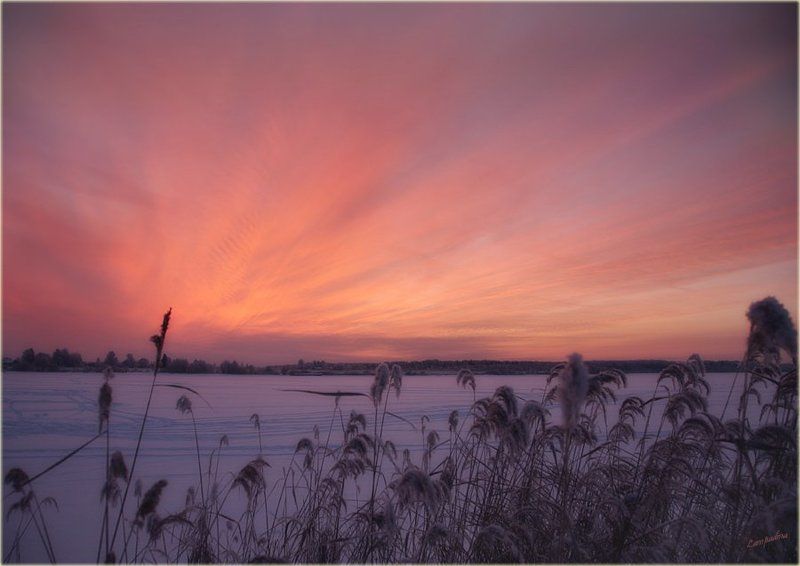 тверская область, волга,  конаково, закат, травинки, мороз Гимн уходящему солнцу фото превью