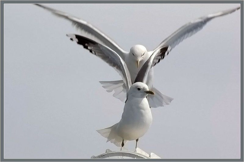 чайки Сизые чайкиphoto preview