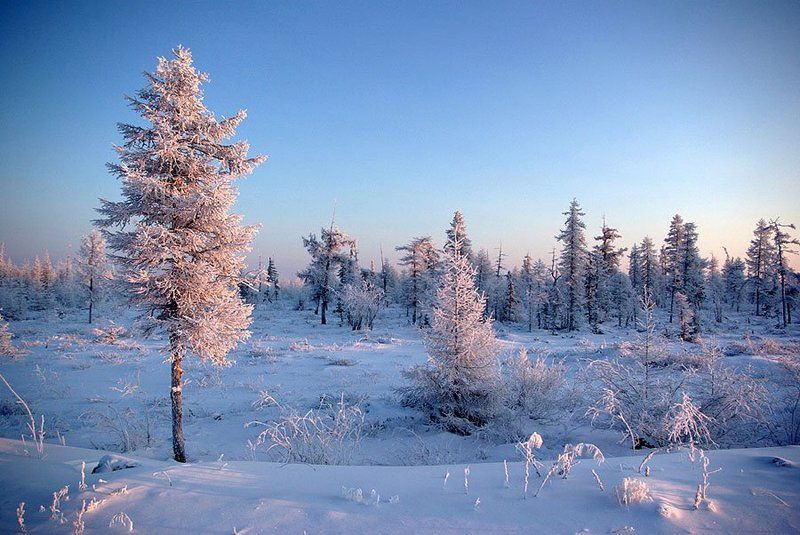 тайга,зима,мороз Зимний пейзажphoto preview