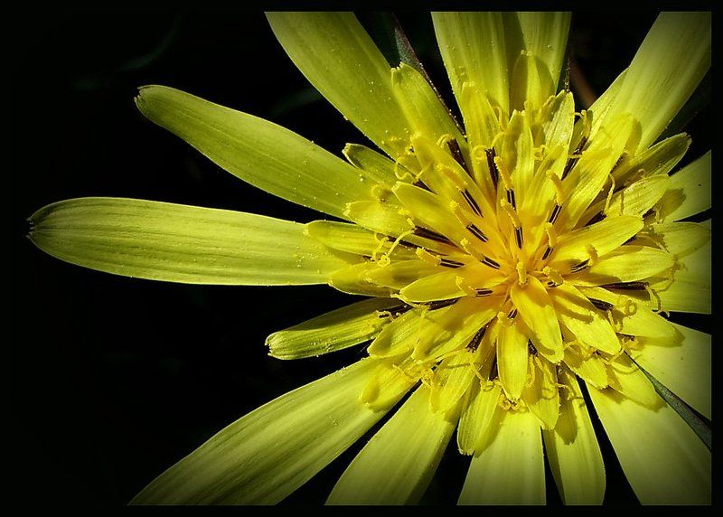 Звездаphoto preview