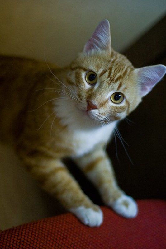 А что такое?photo preview