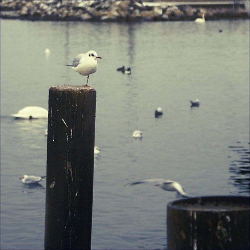 чайка [mew]photo preview