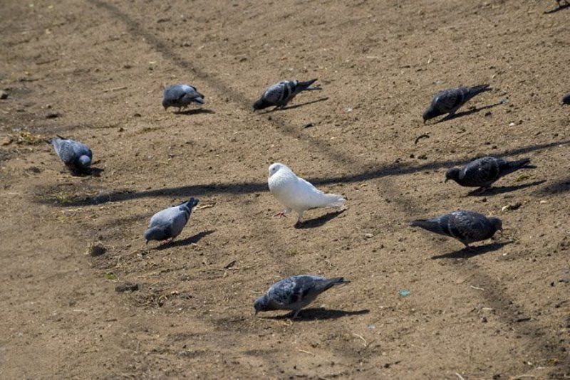 птицы, голубь, остановить мгновение Чужой среди своихphoto preview