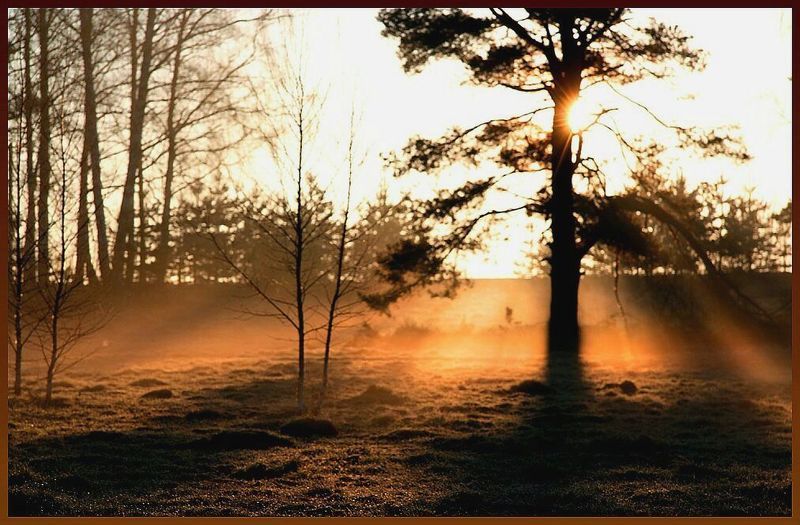 утро, весна Виделphoto preview