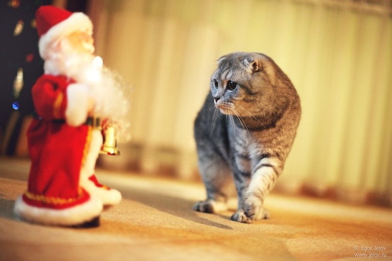 litle tigerphoto preview