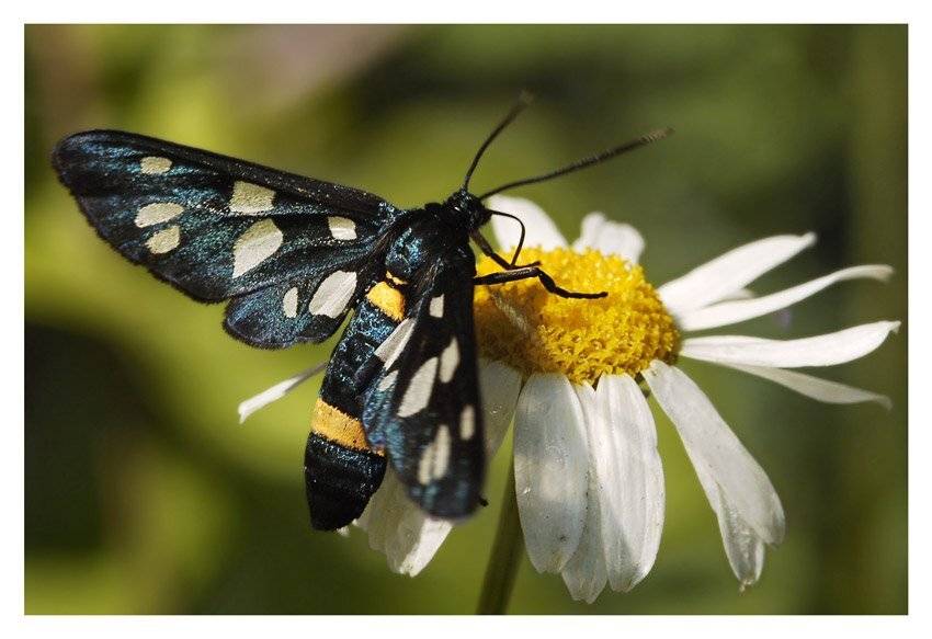 Пестрянка ложная (Syntomis phegea). Автор: Юрий Охлопков пестрянка, ложная, syntomis, phegea, Юрий Охлопков