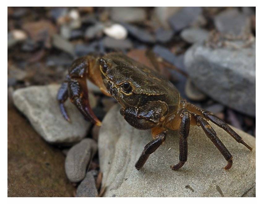 Пресноводный краб, Краснодарский край. Автор: Юрий Охлопков , Юрий Охлопков