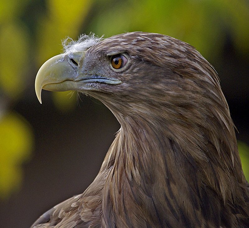 И кто там чирикает?photo preview