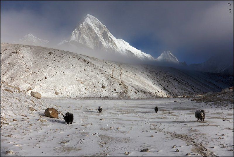 непал, гималаи, трек к бл эвереста, nepal, himalaya, trek to bc everest, пумо ри, pumo ri, кала паттар, kala patthar Утро доброе, горы, яки!..photo preview