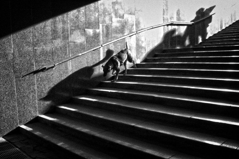 Патрульphoto preview