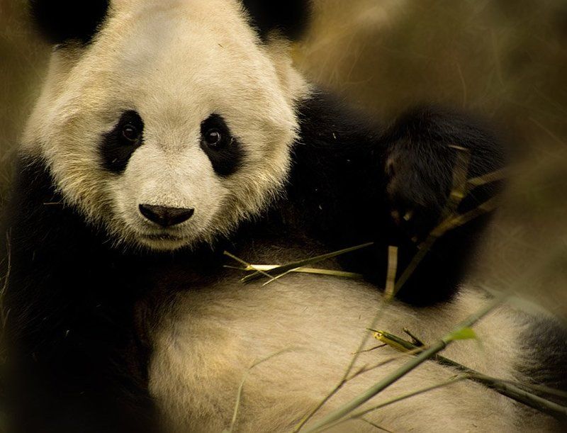 панда, взгляд, китай, заповедник взгляд...photo preview