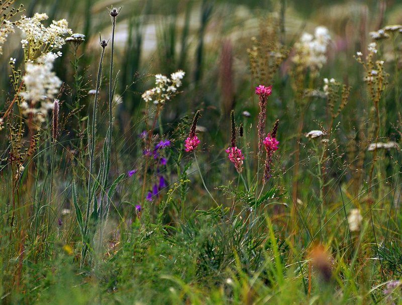 цветы, алтай Полевые цветыphoto preview