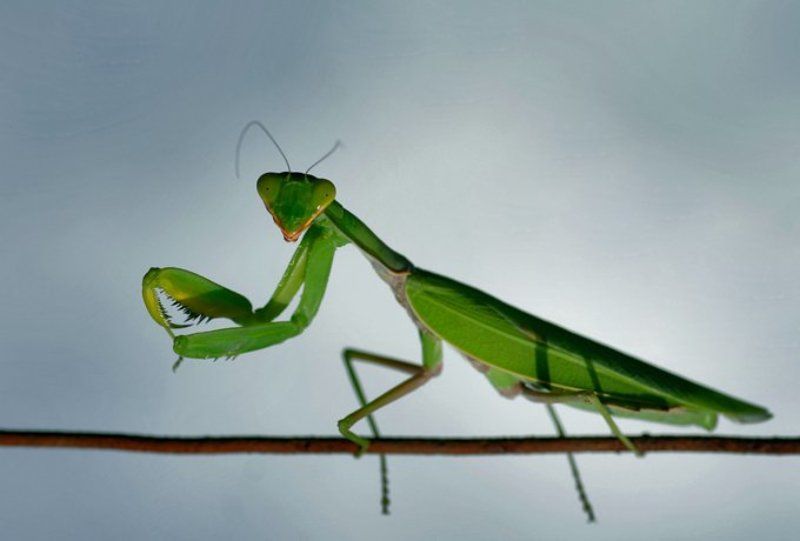 macro, animals, nature photo preview