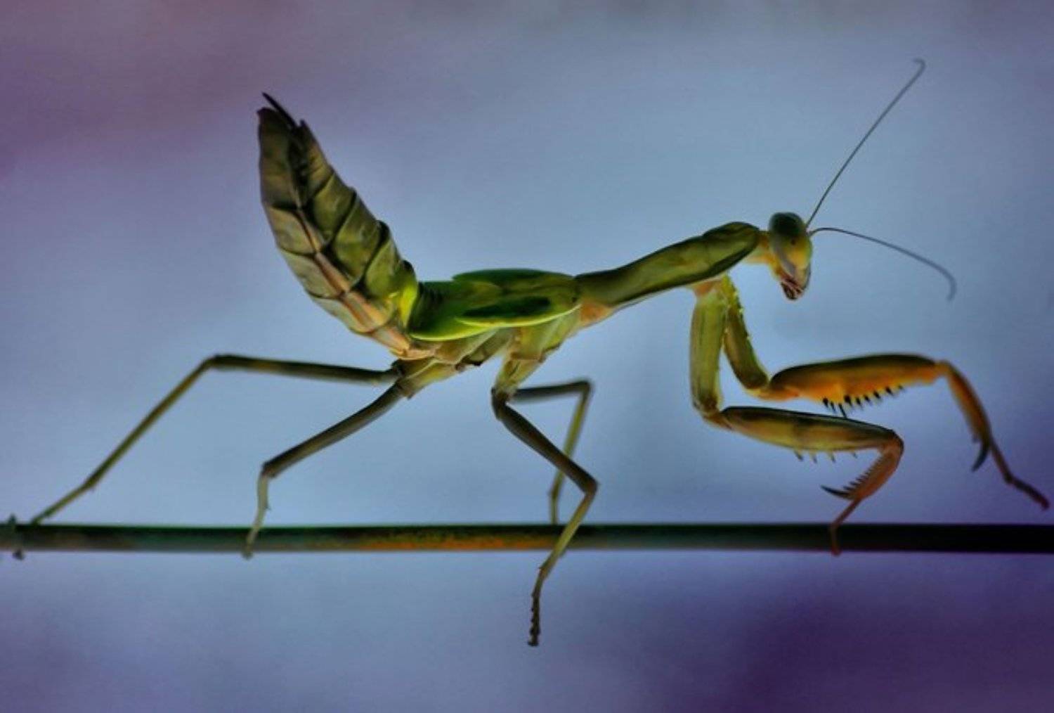 macro, animals, nature, omurerdogan