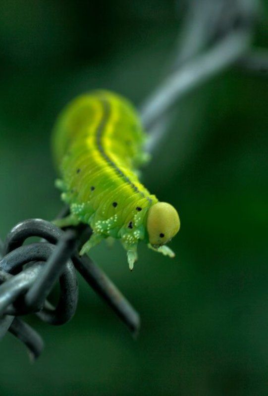 macro, animals, nature CANBAZ.3photo preview