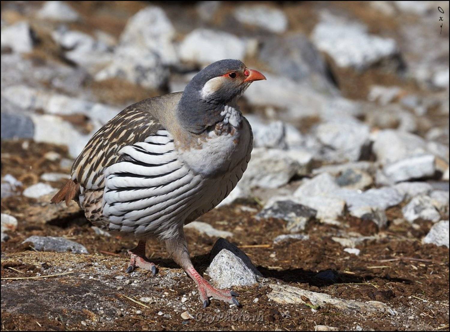непал, гималаи, трек к бл эвереста, nepal, himalaya, trek to bc everest, улар тибетский, tetraogallus tibetanus, tibetan snowcock, Оксана Борц