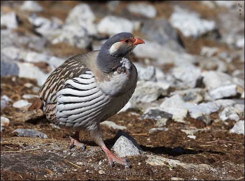 непал, гималаи, трек к бл эвереста, nepal, himalaya, trek to bc everest, улар тибетский, tetraogallus tibetanus, tibetan snowcock Улар тибетский.photo preview