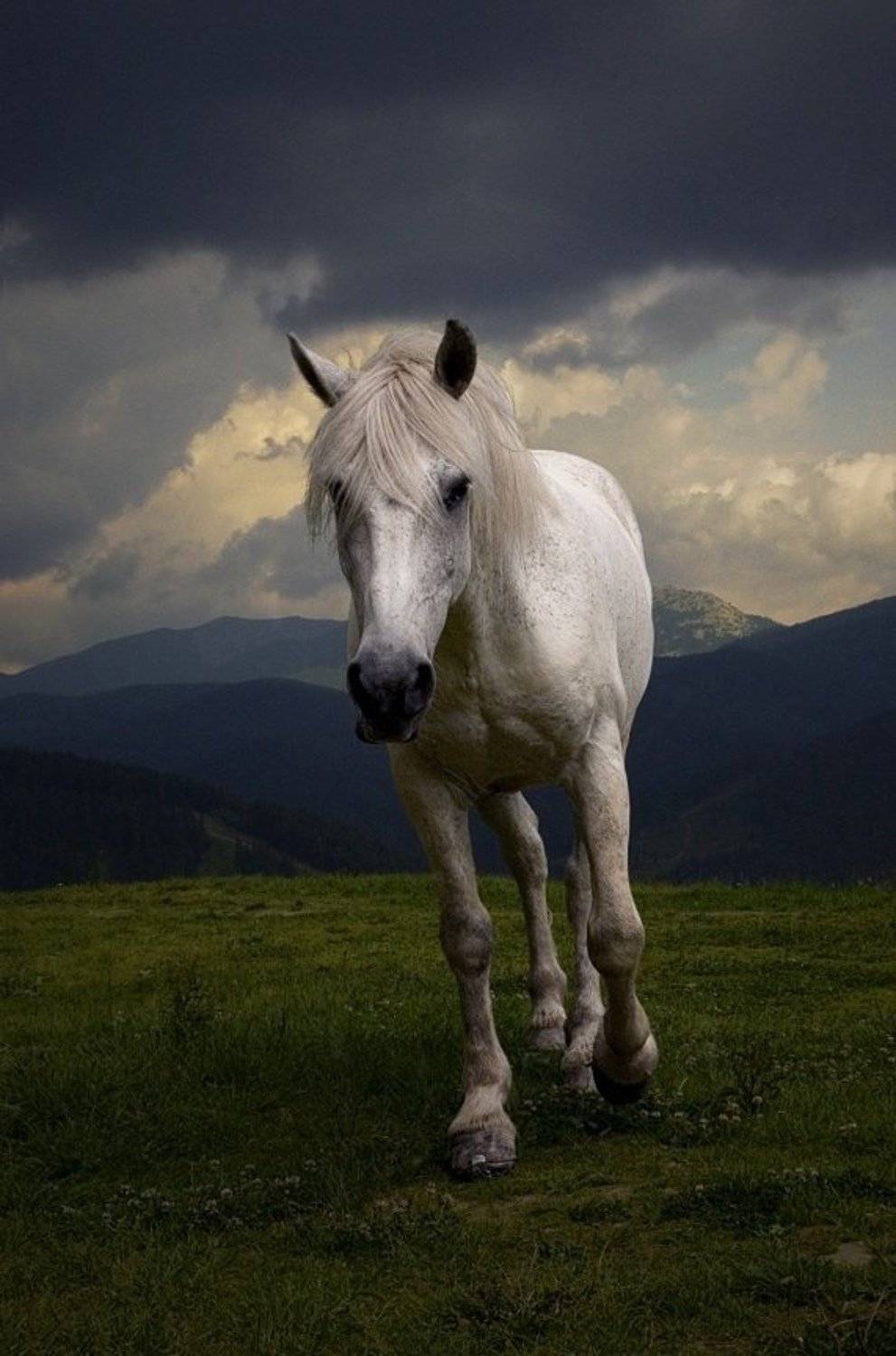 карпаты, буковель, горы, конь, Anastasiya Zorina