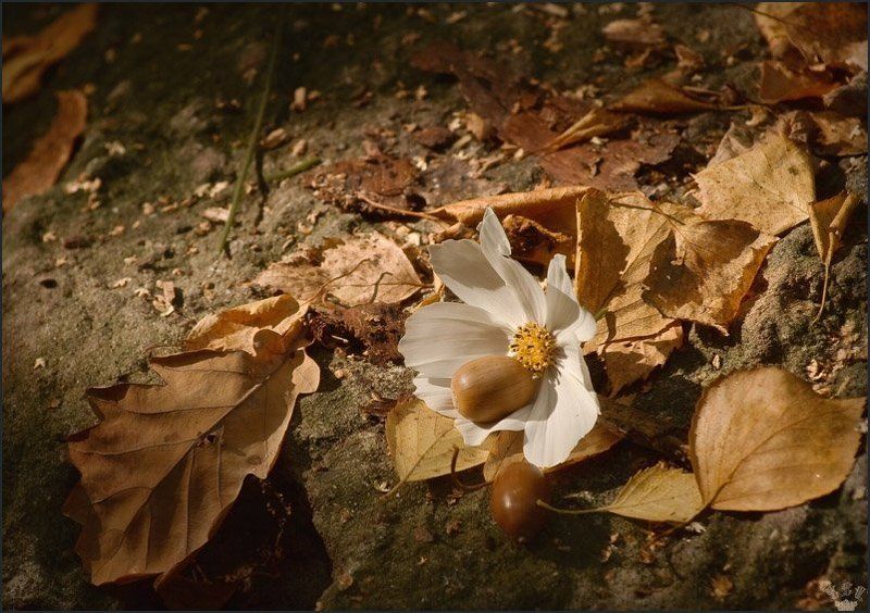 vvs, осень, желудь photo preview