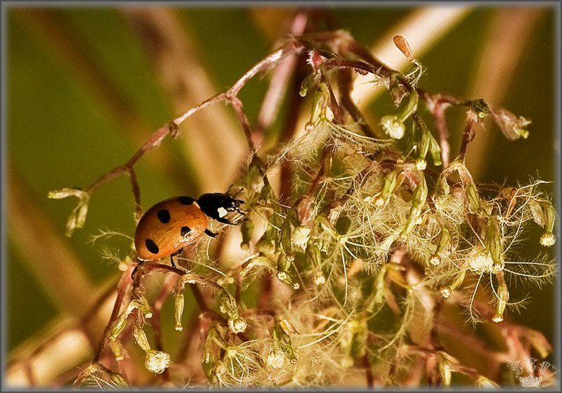 vvs, корова COWphoto preview