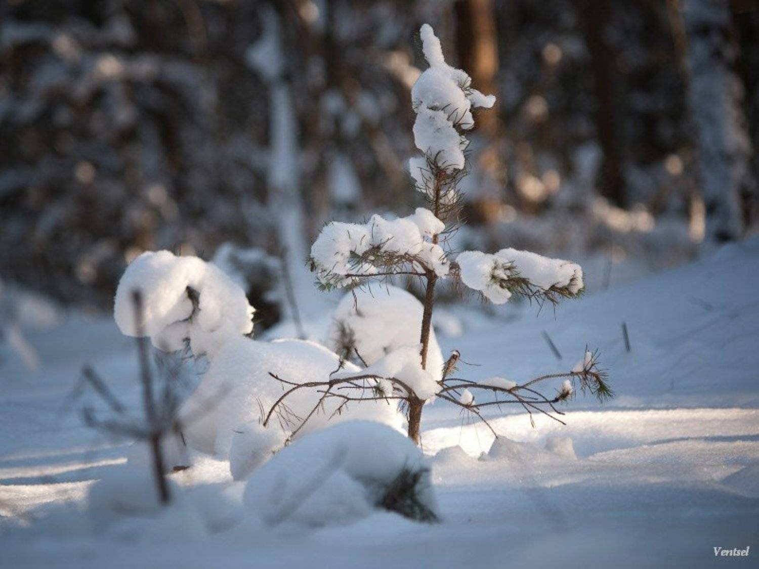 ***. Автор: Венцель Александр , Венцель Александр