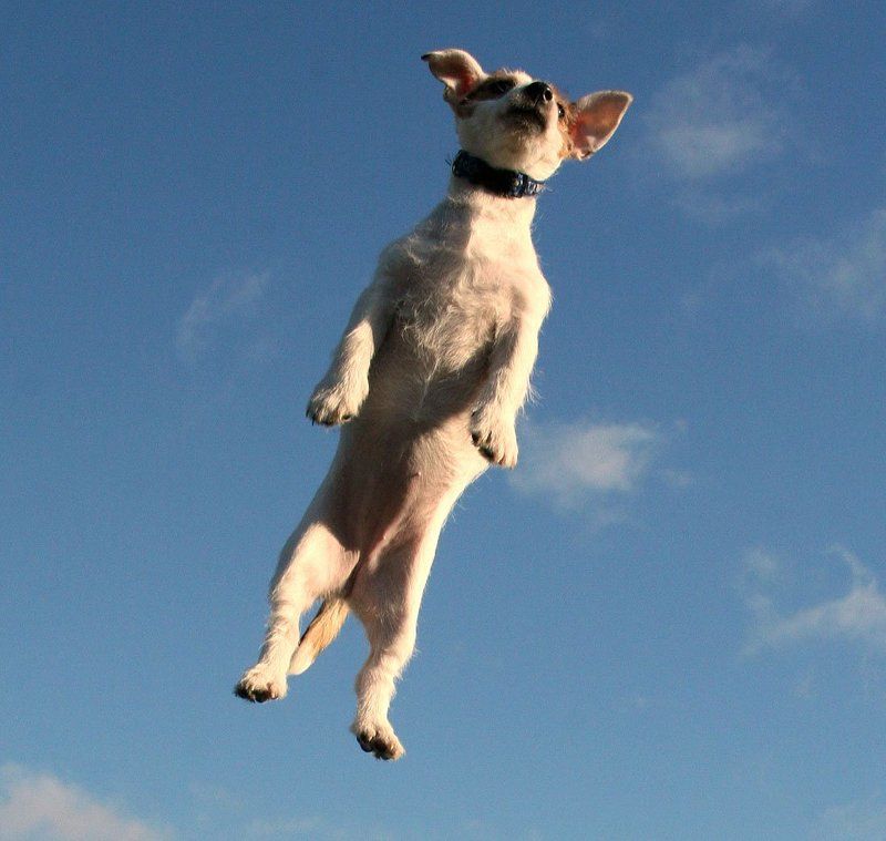 животные Космонавтphoto preview