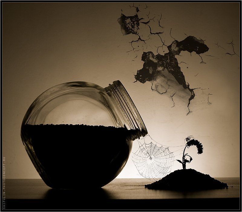 паук,пауки,паутина,шипулин,владимир,фотограф,томск Начало...photo preview