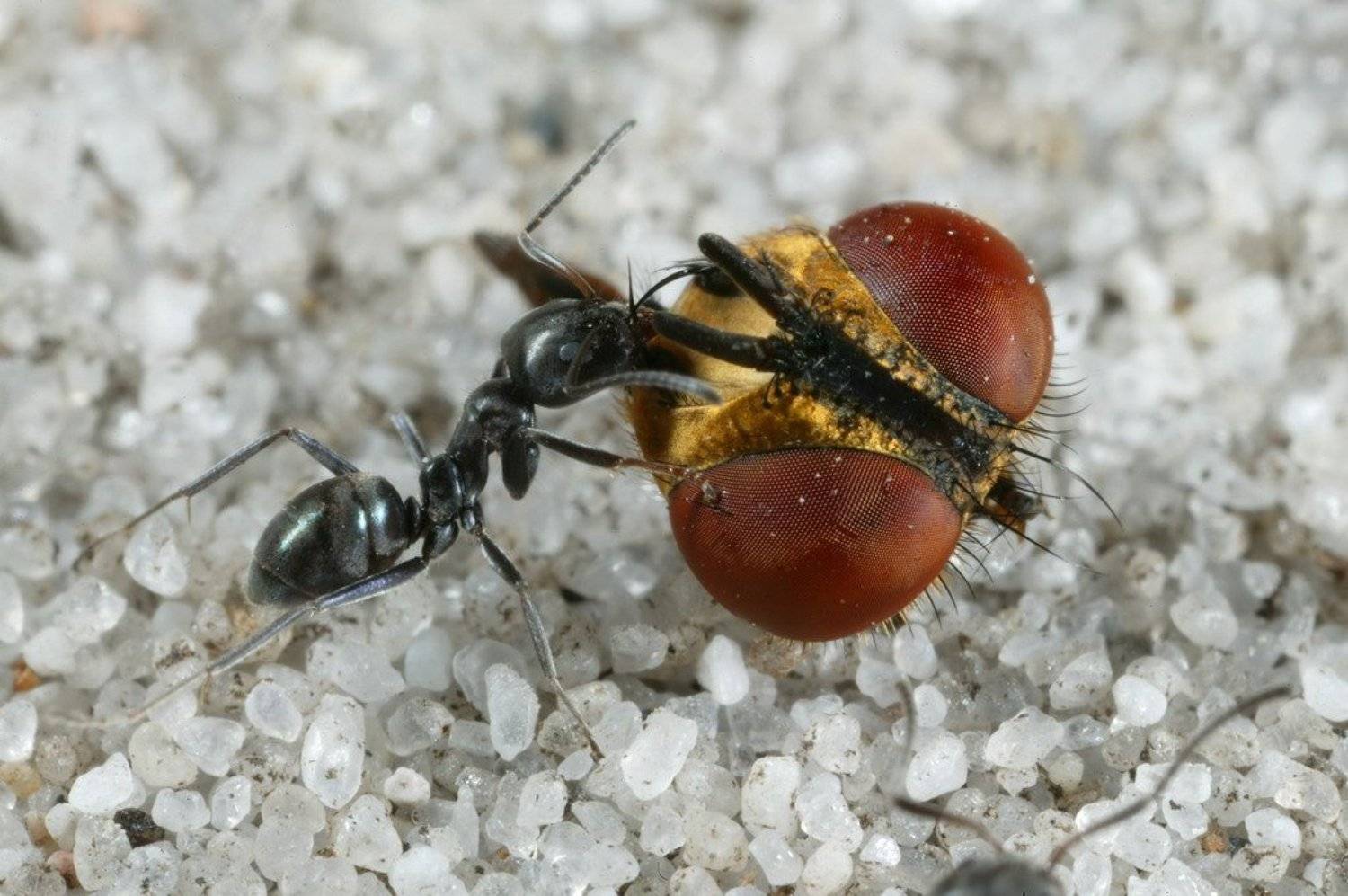 Своя ноша не тянет!. Автор: Андрей Каменев , Андрей Каменев