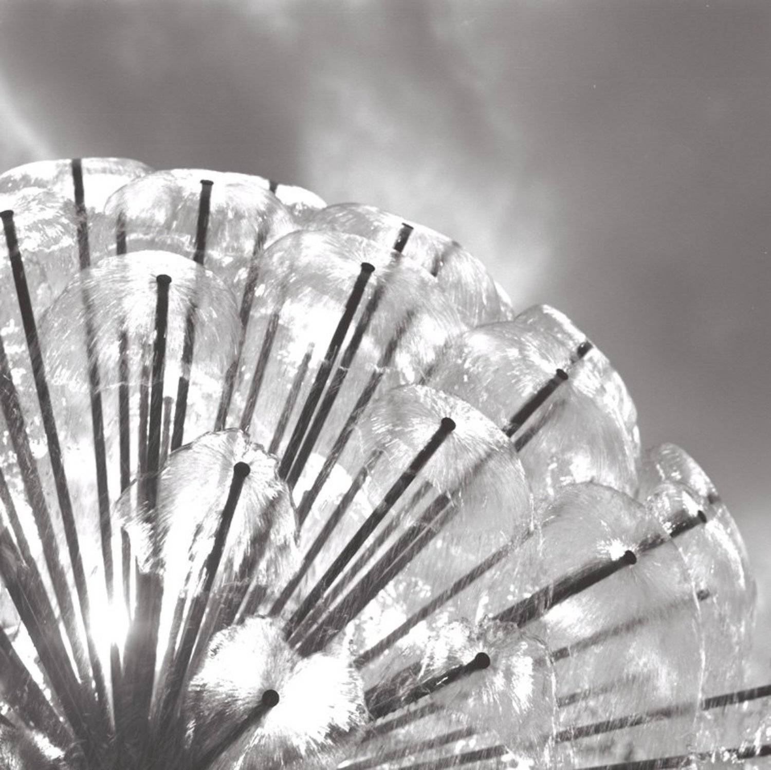 Одуванчик.. Автор: Sergey Tarba 6х6, негатив, плёнка, b&w, Sergey Tarba