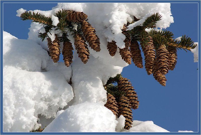 шишки,ель Шишкиphoto preview