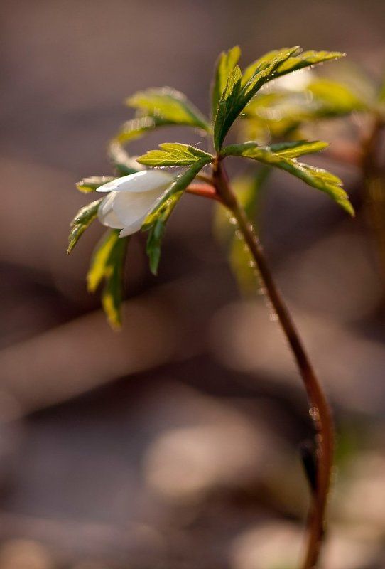 весна, цветок Хочу весну...photo preview