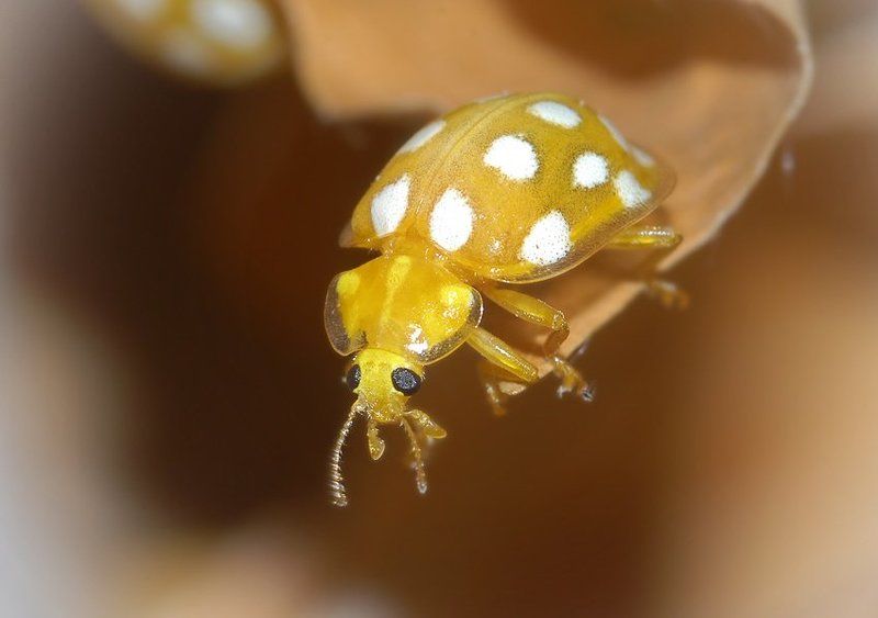 хализия, семнадцатипятнистая, halyzia, sedecimguttata Хализия семнадцатипятнистая - Halyzia sedecimguttataphoto preview