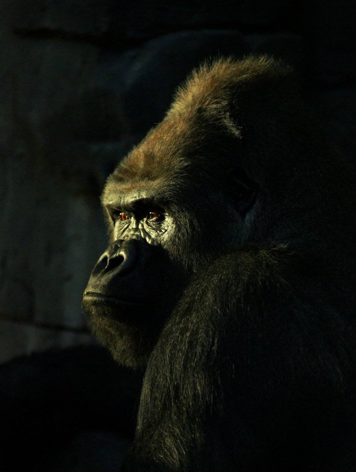 Узник. Автор: Borsov Michail , Borsov Michail