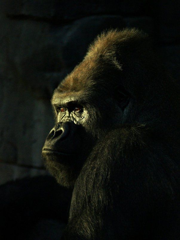 Узникphoto preview