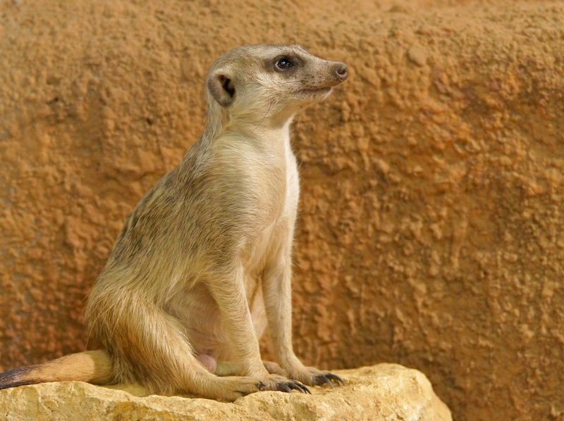 сурикат Сиделец...photo preview