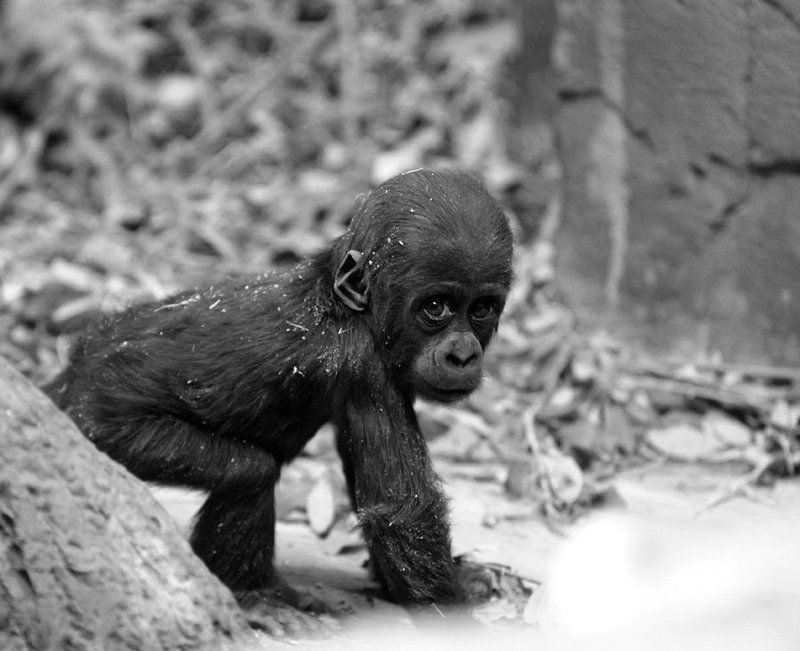 Озорникphoto preview