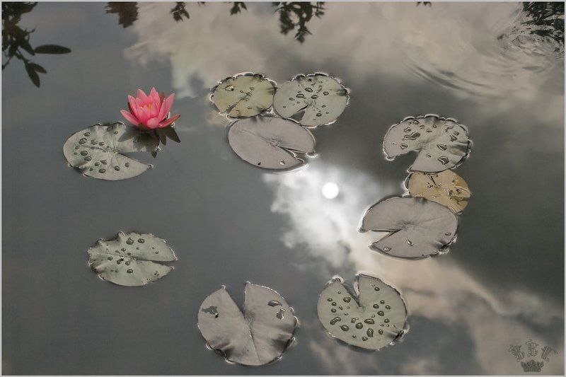 vvs, цветы, лилия photo preview