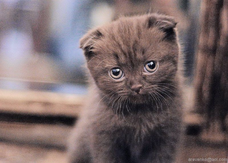 Синтияphoto preview