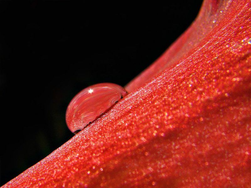 капля, лепесток, цветок, страсть, красный фламенкоphoto preview