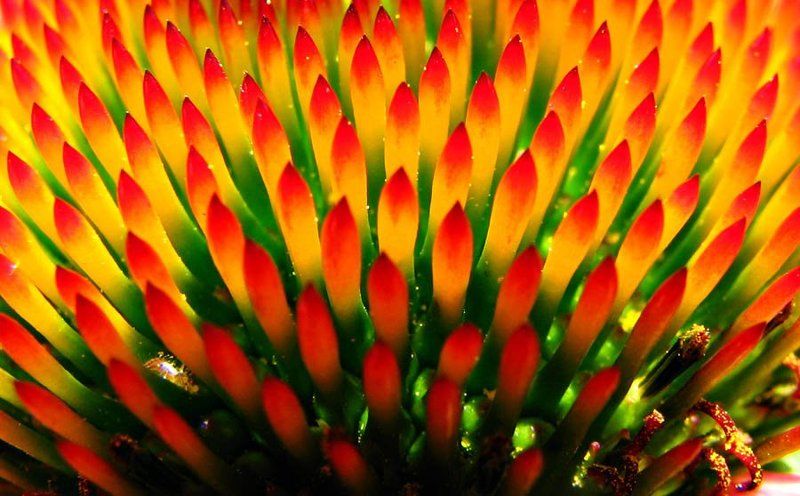 цветок, солнце диско!photo preview