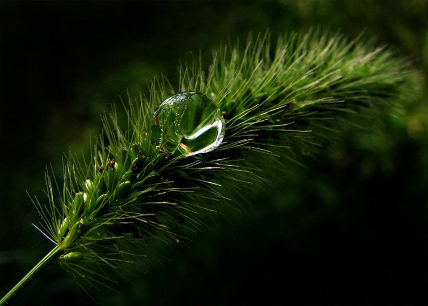 утренний душ. Автор: Сергей Матвиец (chieffpovar) колосок, роса, весна, Сергей Матвиец (chieffpovar)